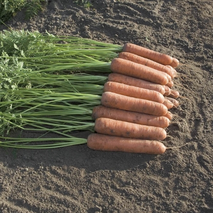 Picture of Organic Carrot Miami F1